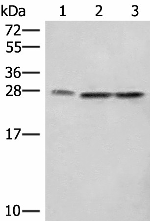 SEC22B Polyclonal Antibody (E-AB-18942)