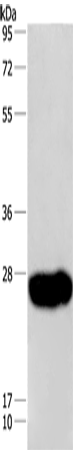 CAV3 Polyclonal Antibody (E-AB-16229)