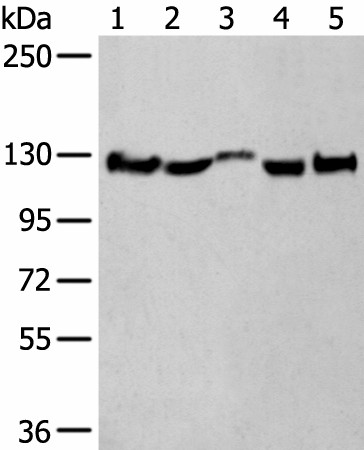 CNTN1 Polyclonal Antibody (E-AB-53529)
