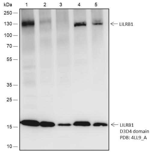Recombinant LILRB1 Monoclonal Antibody (AN301773L)