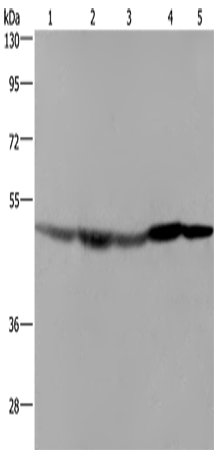 FH Polyclonal Antibody (E-AB-11249)
