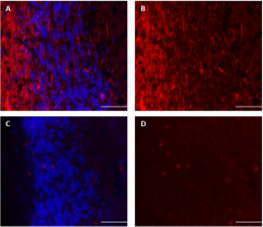 Purified anti-Oligodendrocyte Marker O4 Antibody (609551)