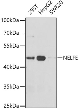 NELFE Polyclonal Antibody (E-AB-61462)