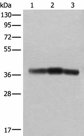 ATAD1 Polyclonal Antibody (E-AB-52454)