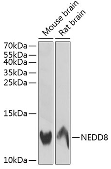 NEDD8 Polyclonal Antibody (E-AB-64691)
