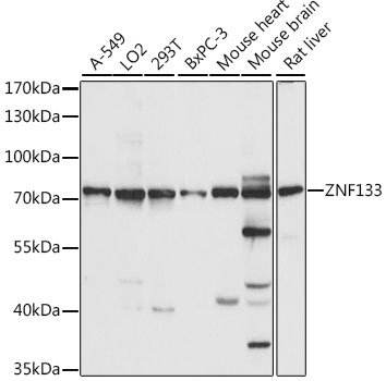 ZNF133 Polyclonal Antibody (E-AB-91264)