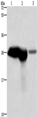 CALB1 Polyclonal Antibody (E-AB-11020)