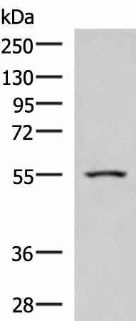 ARIH2 Polyclonal Antibody (E-AB-19064)