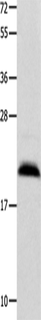 FGF12 Polyclonal Antibody (E-AB-13949)