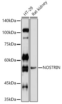 NOSTRIN Polyclonal Antibody (E-AB-91360)