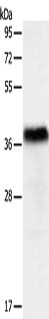 PGBD2 Polyclonal Antibody (E-AB-14449)