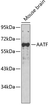 AATF Polyclonal Antibody (E-AB-67715)