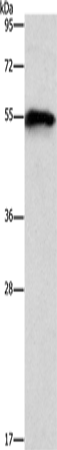 CDK19 Polyclonal Antibody (E-AB-13137)
