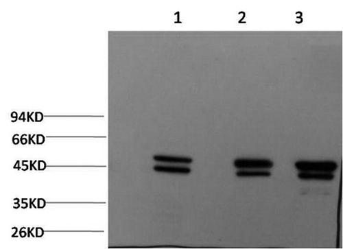 epsilon Tubulin Monoclonal Antibody (E-AB-22138)