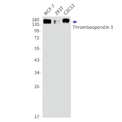Recombinant Thrombospondin 1 Monoclonal Antibody (E-AB-81612)