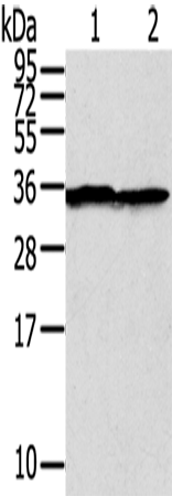 STX3 Polyclonal Antibody (E-AB-13712)