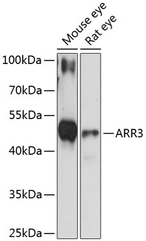 ARR3 Polyclonal Antibody (E-AB-90548)