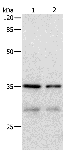 CDK4 Polyclonal Antibody (E-AB-13989)