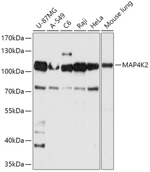 MAP4K2 Polyclonal Antibody (E-AB-91806)