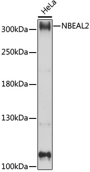 NBEAL2 Polyclonal Antibody (E-AB-91287)