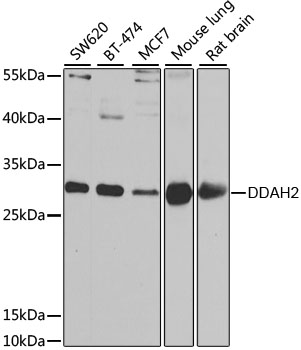 DDAH2 Polyclonal Antibody (E-AB-61978)