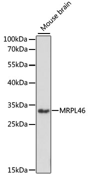 MRPL46 Polyclonal Antibody (E-AB-65312)