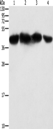 PGK2 Polyclonal Antibody (E-AB-10901)