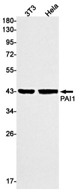 Recombinant PAI1 Monoclonal Antibody (E-AB-81481)