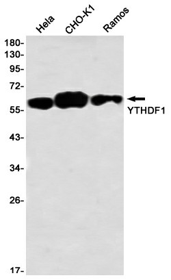 Recombinant YTHDF1 Monoclonal Antibody (E-AB-81517)
