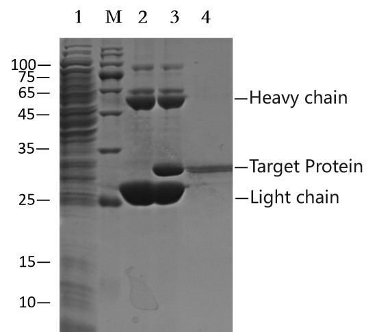 Anti-MYC（EQKLISEEDL） Affinity Agarose (EA-IP-003)