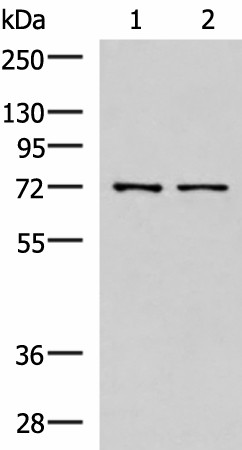 MKS1 Polyclonal Antibody (E-AB-19009)