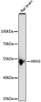 HRH3 Polyclonal Antibody (E-AB-66834)