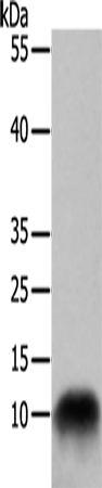 COX7B Polyclonal Antibody (E-AB-10073)
