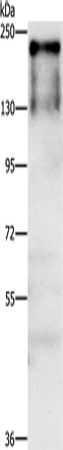 ATAD5 Polyclonal Antibody (E-AB-16267)