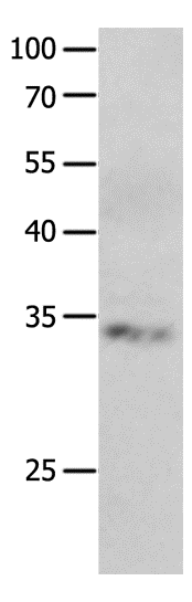 RBFOX3 Polyclonal Antibody (E-AB-12595)