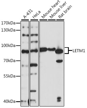LETM1 Polyclonal Antibody (E-AB-91245)