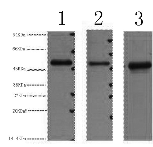 FH Monoclonal Antibody (E-AB-22031)