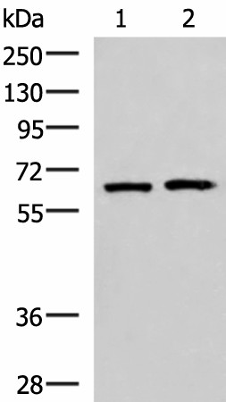GPKOW Polyclonal Antibody (E-AB-19058)
