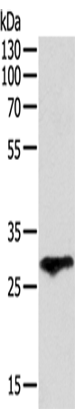 F3 Polyclonal Antibody (E-AB-10636)