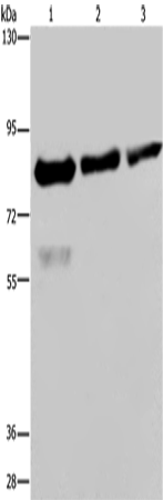 FASTKD2 Polyclonal Antibody (E-AB-15022)