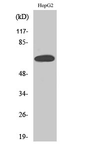 ER alpha Polyclonal Antibody (E-AB-31378)