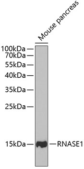 RNASE1 Polyclonal Antibody (E-AB-61831)