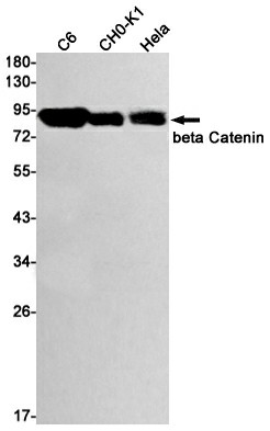 Recombinant beta Catenin Monoclonal Antibody (E-AB-81445)