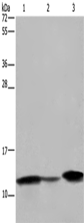 FABP2 Polyclonal Antibody (E-AB-16526)