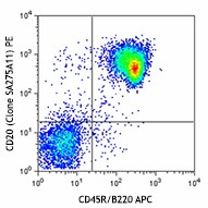 PE anti-mouse CD20 Antibody (150409)