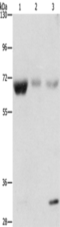 NAE1 Polyclonal Antibody (E-AB-14592)