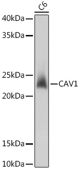 CAV1 Polyclonal Antibody (E-AB-66490)