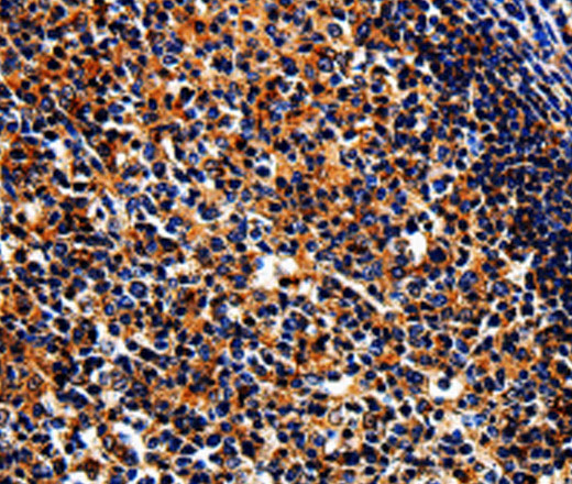 BIRC6 Polyclonal Antibody (E-AB-15508)
