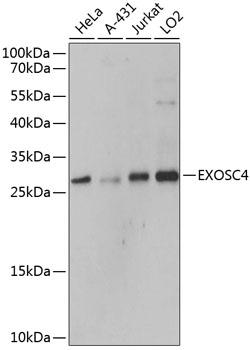 EXOSC4 Polyclonal Antibody (E-AB-63937)