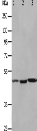 HCRTR2 Polyclonal Antibody (E-AB-12605)